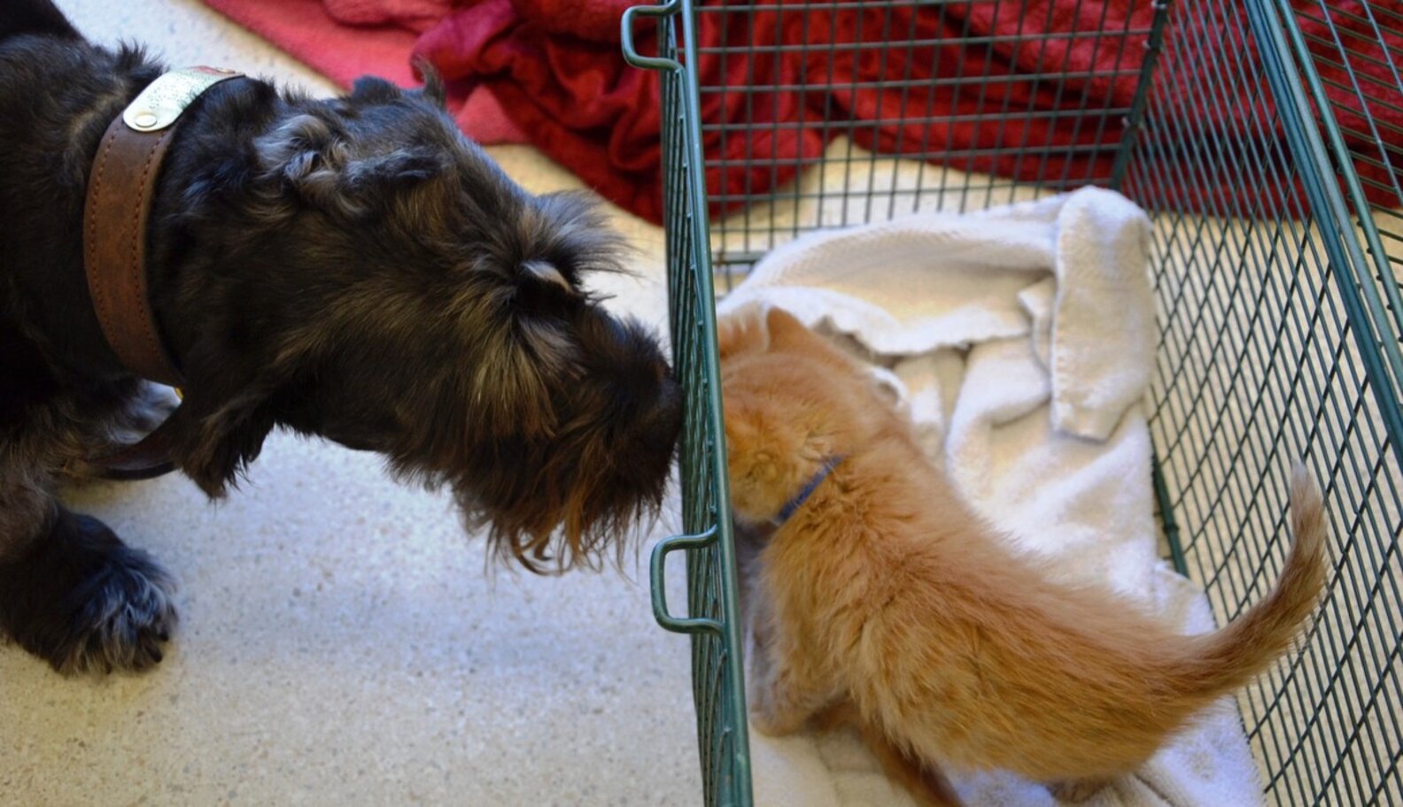 Rescue Dog Donates Blood So Kitten Can See Again The Dodo