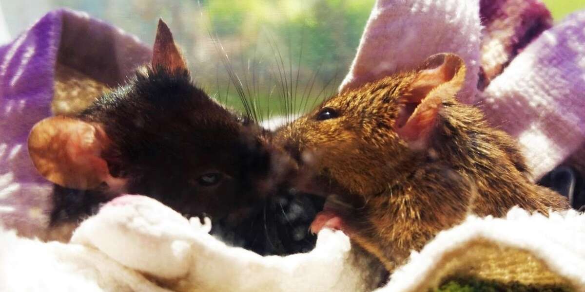 These Lab Mice Were Going To Be Killed — Then Heroes Stepped In - The Dodo