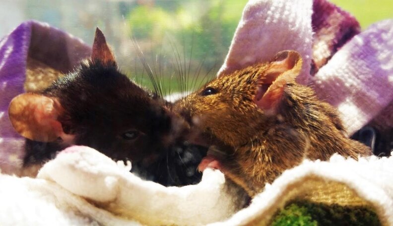These Lab Mice Were Going To Be Killed — Then Heroes Stepped In - The Dodo