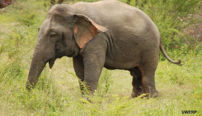 Little Elephant With Dwarfism Caught On Film For The First Time Ever ...