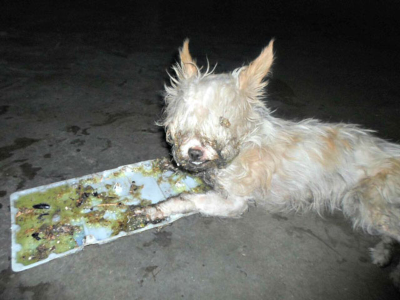 Missing Chihuahua Found Stuck In Cruel Glue Trap The Dodo