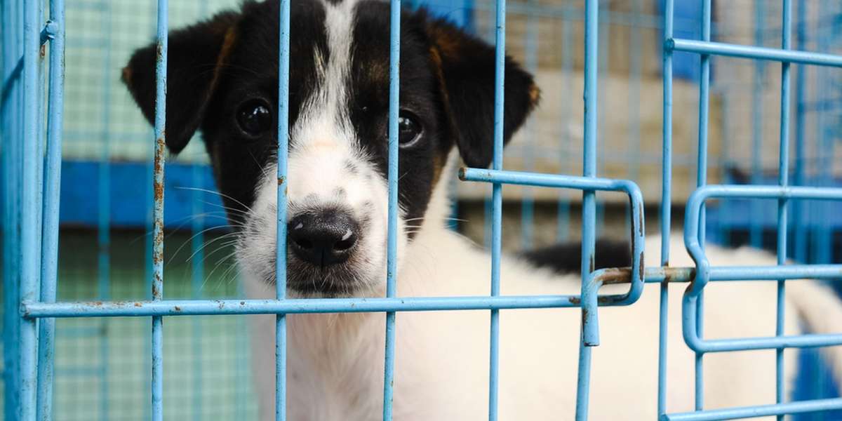 Major U.S. City Now Requires Pet Stores To Only Sell Rescues The Dodo