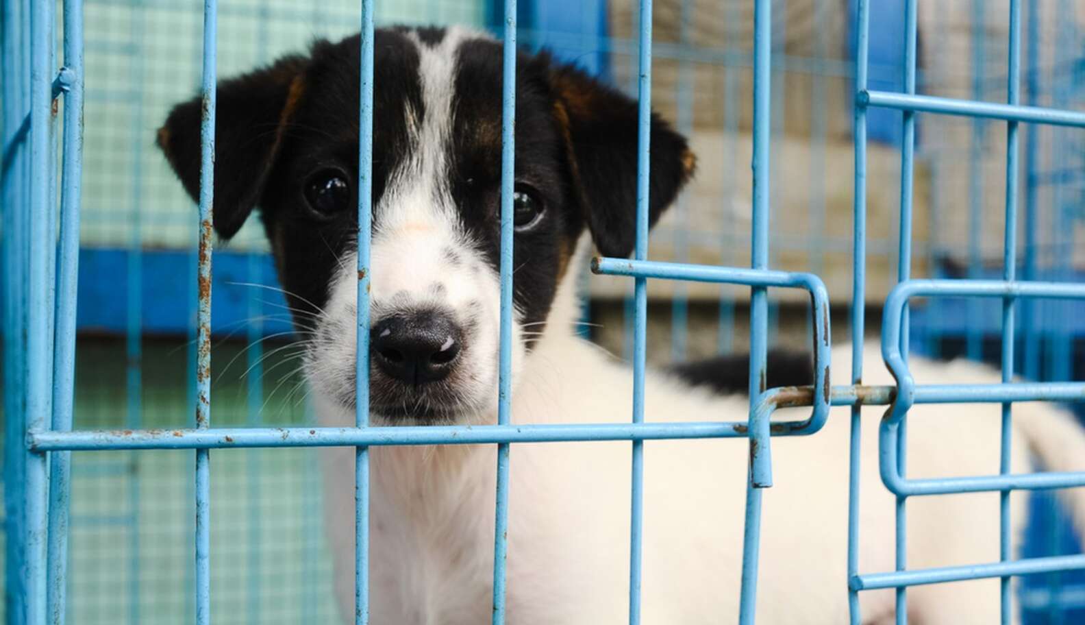 Major U.S. City Now Requires Pet Stores To Only Sell Rescues - The Dodo