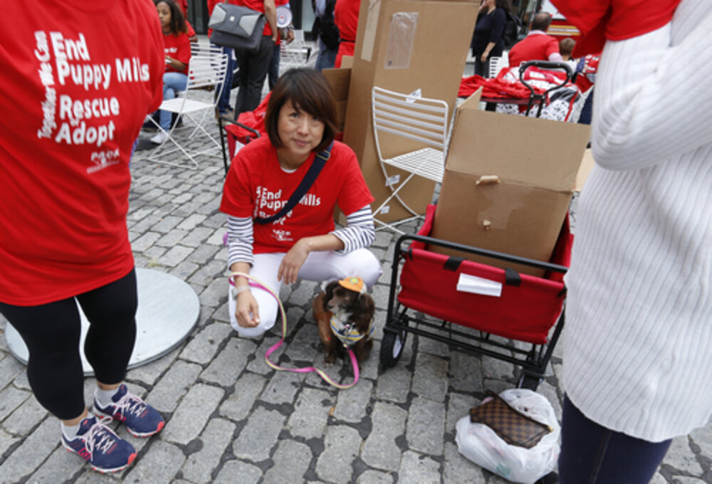 Major U.S. City Now Requires Pet Stores To Only Sell Rescues The Dodo