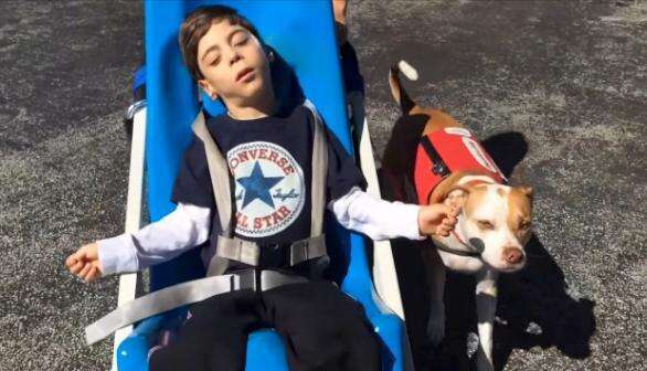 Service Pit Bull Wins Right To Attend School With His Very Special