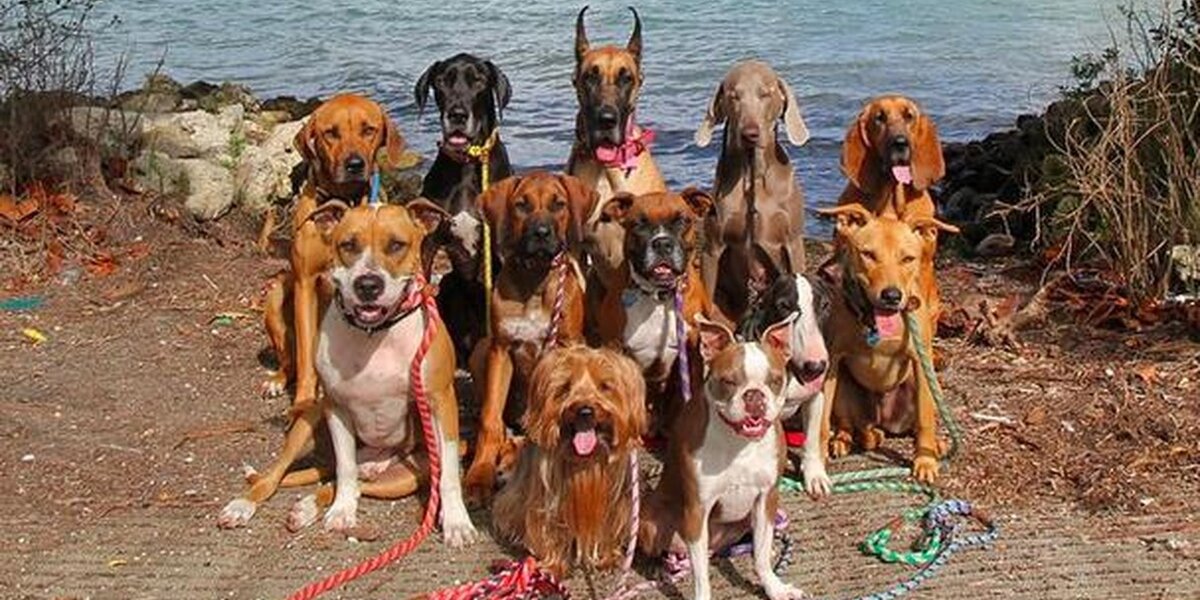 Glorious Group Photos Show The Happiest Pack Of Dogs In Town - The Dodo