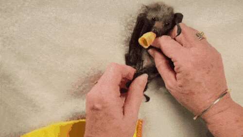 Watch These Baby Bats Get Wrapped Up In Blanket Burritos - The Dodo