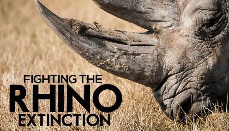 Fighting The Rhino Extinction - The Dodo