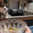WATCH: Cats And Olives — A Love Affair