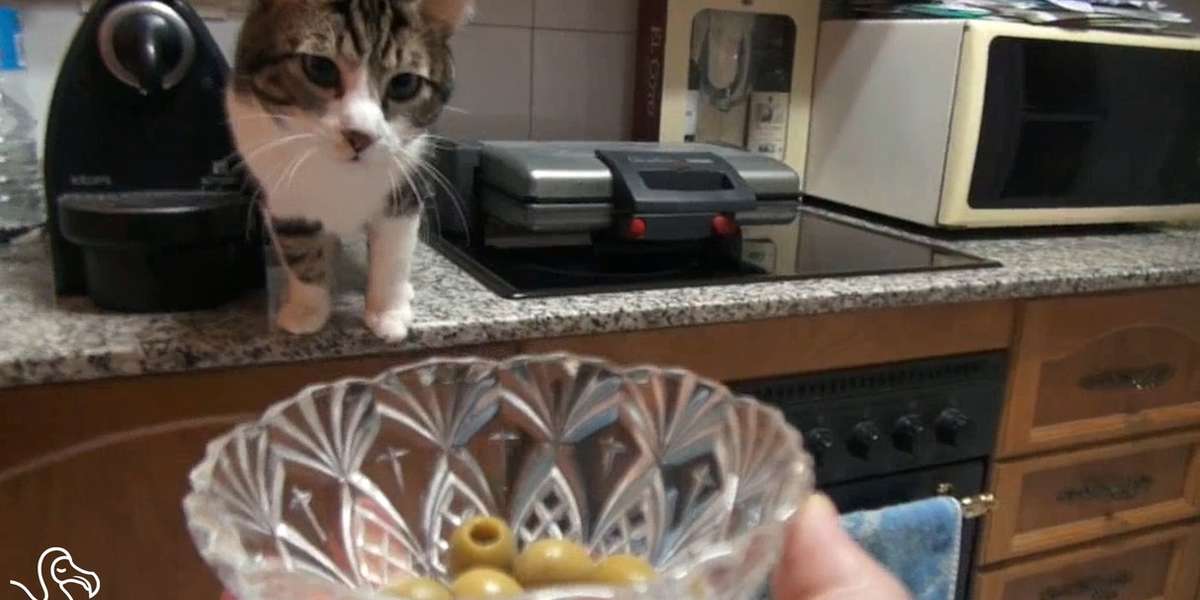 WATCH Cats And Olives — A Love Affair The Dodo