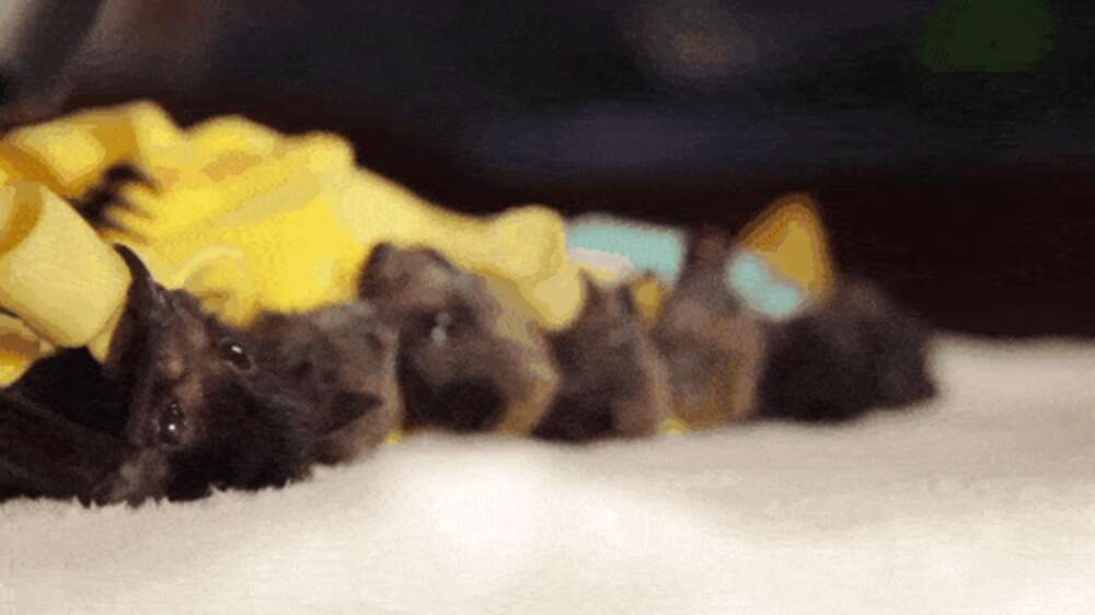 Bats Wrapped Watch These Baby Bats Get Wrapped Up In Blanket Burritos - The Dodo