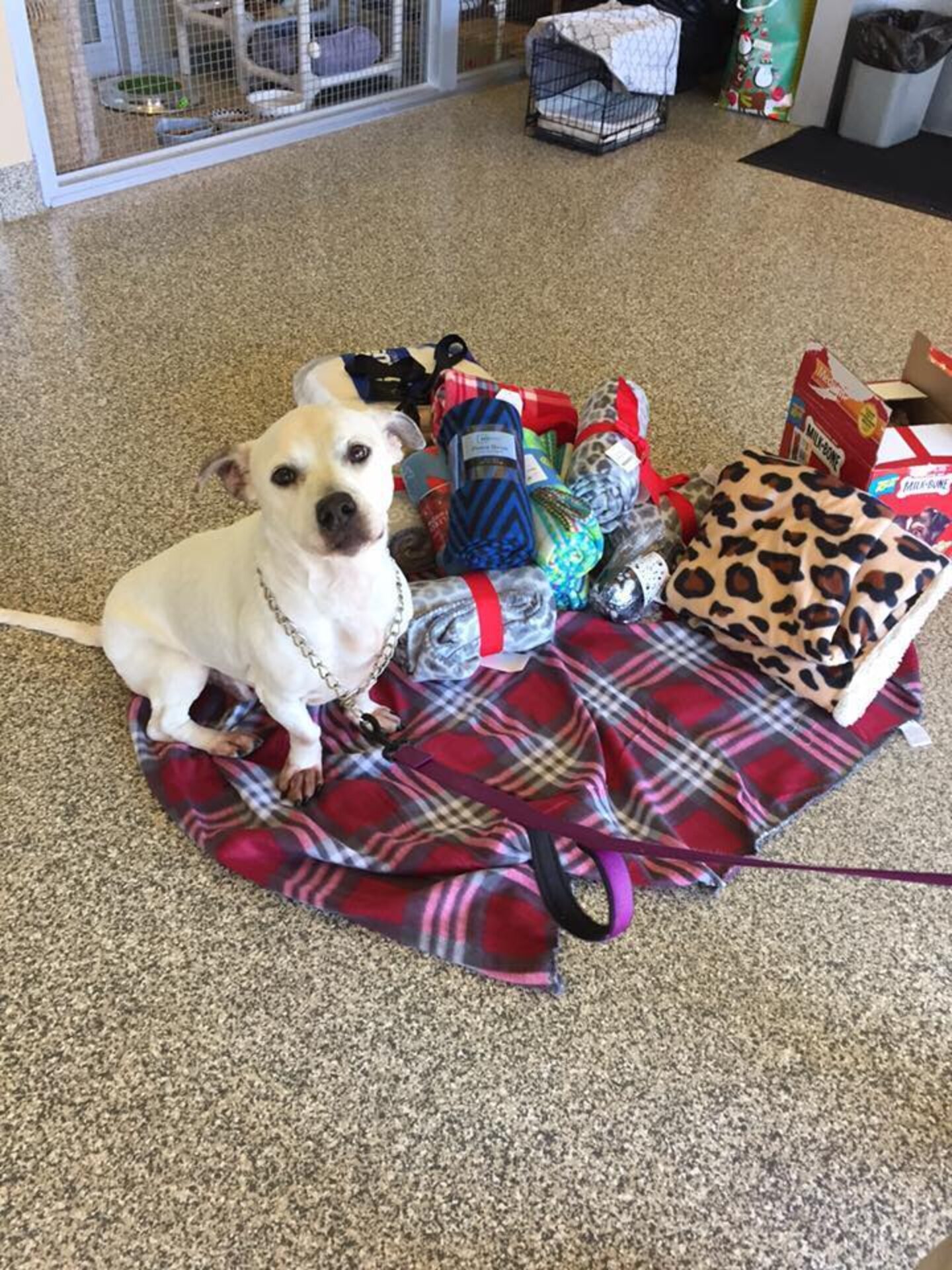 Shelter Dog Is Helping Other Animals Get Presents For Christmas The Dodo