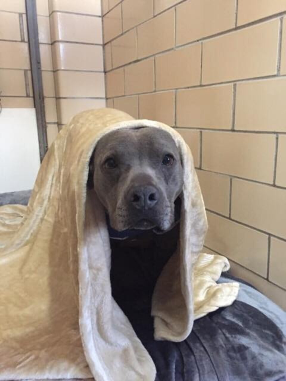 Shelter Dog Is Helping Other Animals Get Presents For Christmas The Dodo