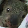 Orphaned Koalas Get Ready To Go Back To The Wild