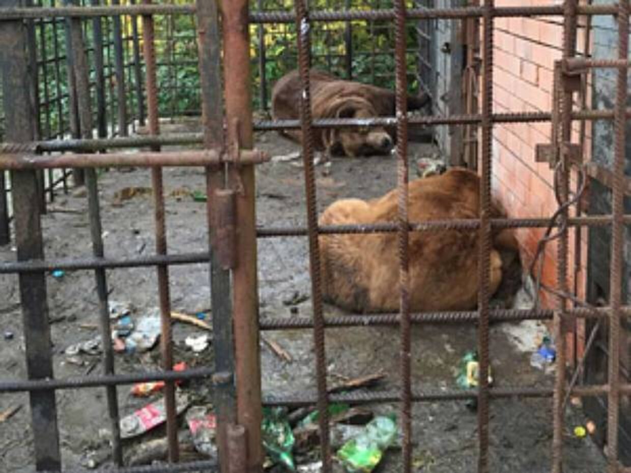Bears 'Drowned In Beer' Inside Hellish Cage Are Rescued At Last The Dodo
