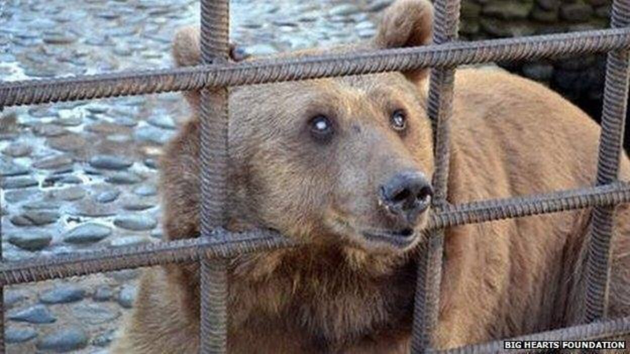 Bears 'Drowned In Beer' Inside Hellish Cage Are Rescued At Last The Dodo