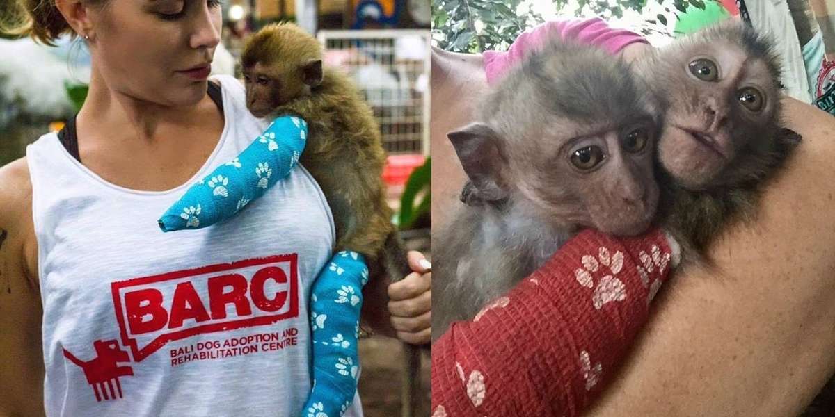 Baby Monkey Who Was Beaten By Owner Can T Stop Hugging New Sister The Dodo