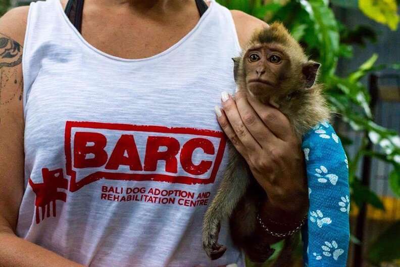 Baby primates are still openly sold in Bali market: JAAN