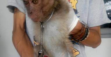 beaten macaque