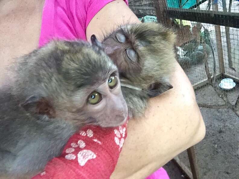 Baby Monkey Who Was Beaten By 'Owner' Can't Stop Hugging New Sister ...