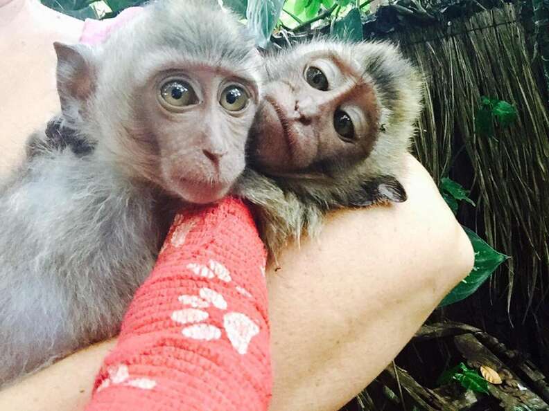 Baby Monkey Who Was Beaten By 'Owner' Can't Stop Hugging New Sister