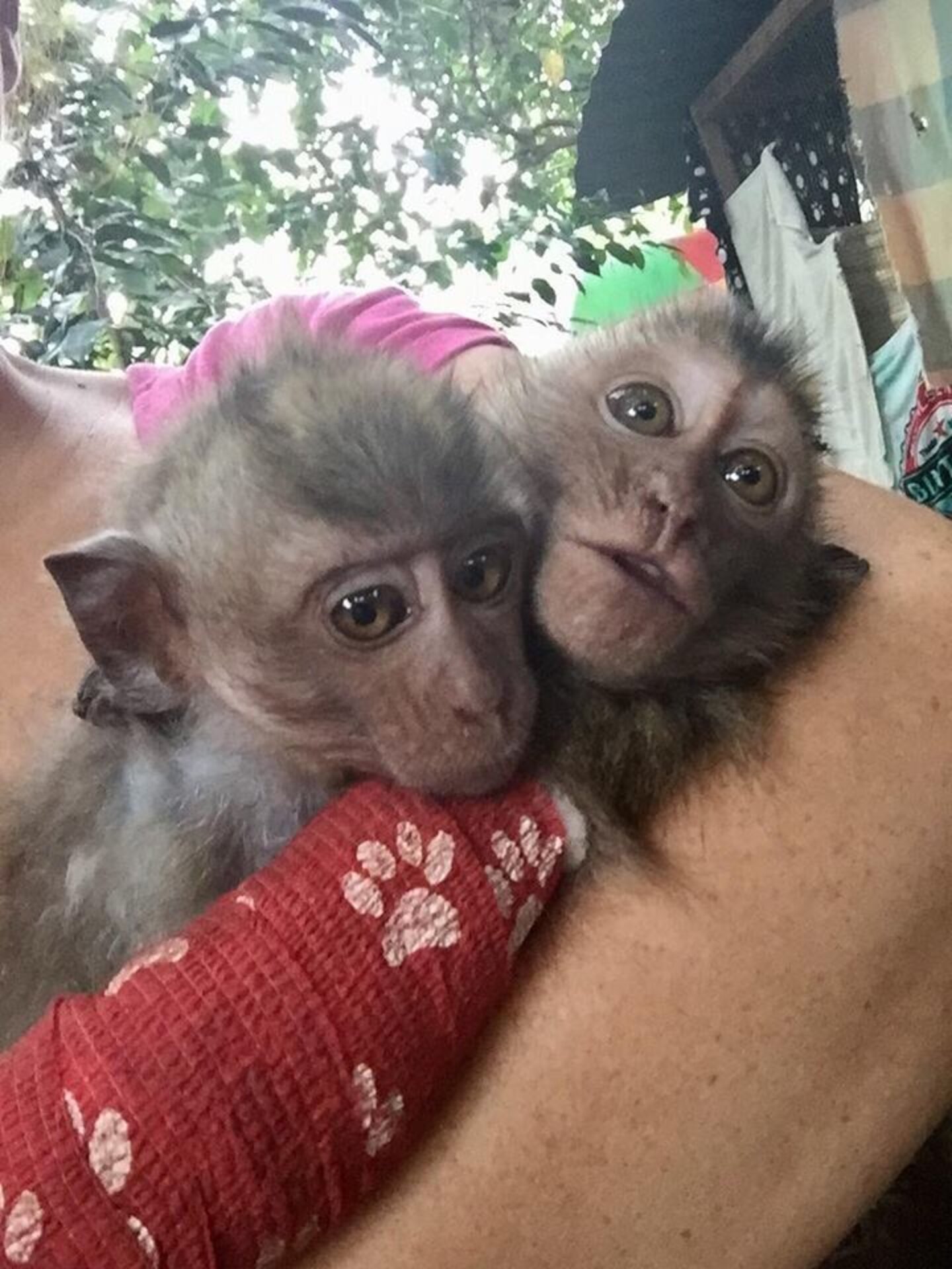 Monkey Abuse Graphicsydnidupre - 43du62o