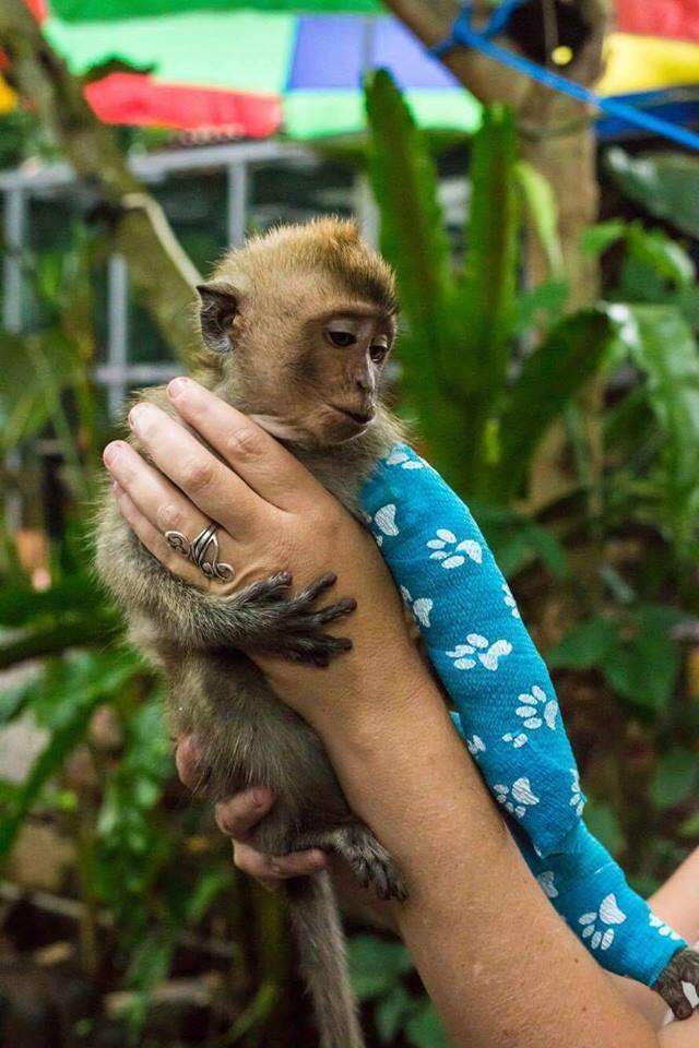 Baby Monkey Who Was Beaten By 'Owner' Can't Stop Hugging New Sister ...