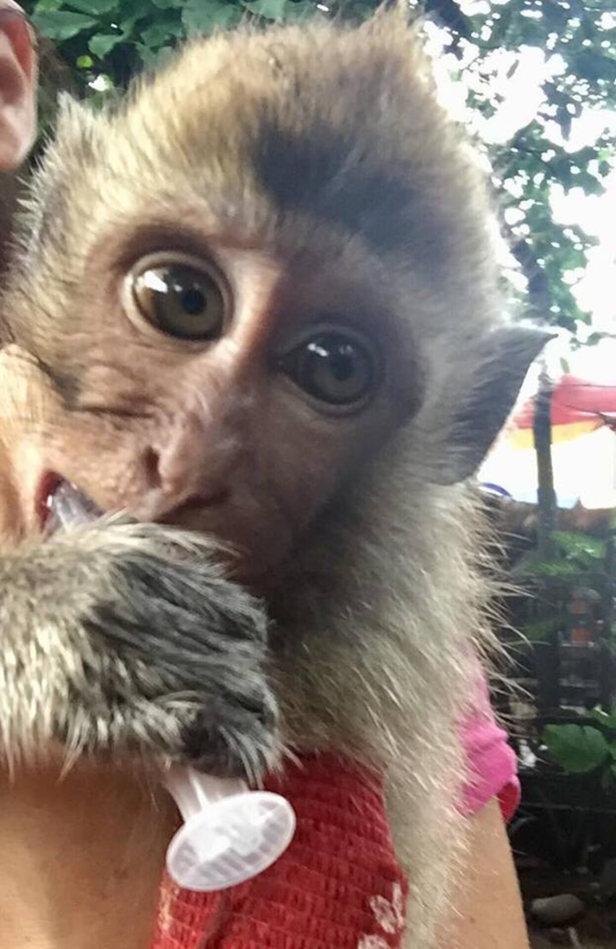 Monkey Abuse Graphicsydnidupre - wtkf35m