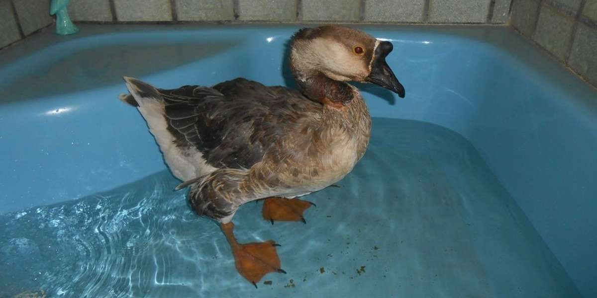 Goose Whose Neck Was 'De-Gloved' Makes Astounding Recovery - The Dodo