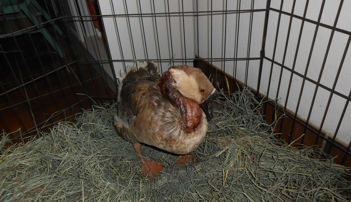 Goose Injuries Goose Whose Neck Was 'De-Gloved' Makes Astounding Recovery - The Dodo