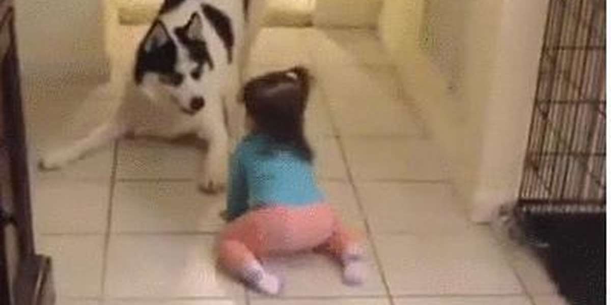 Baby Pretends To Be A Dog, And Dog Is Totally Into It - The Dodo