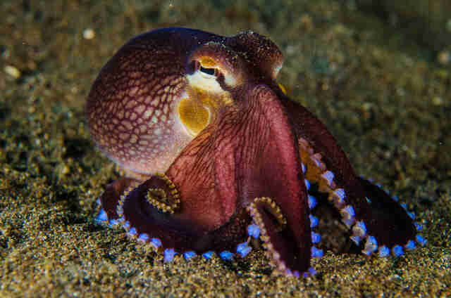 Octopuses You Can't Even Believe Are Real - The Dodo