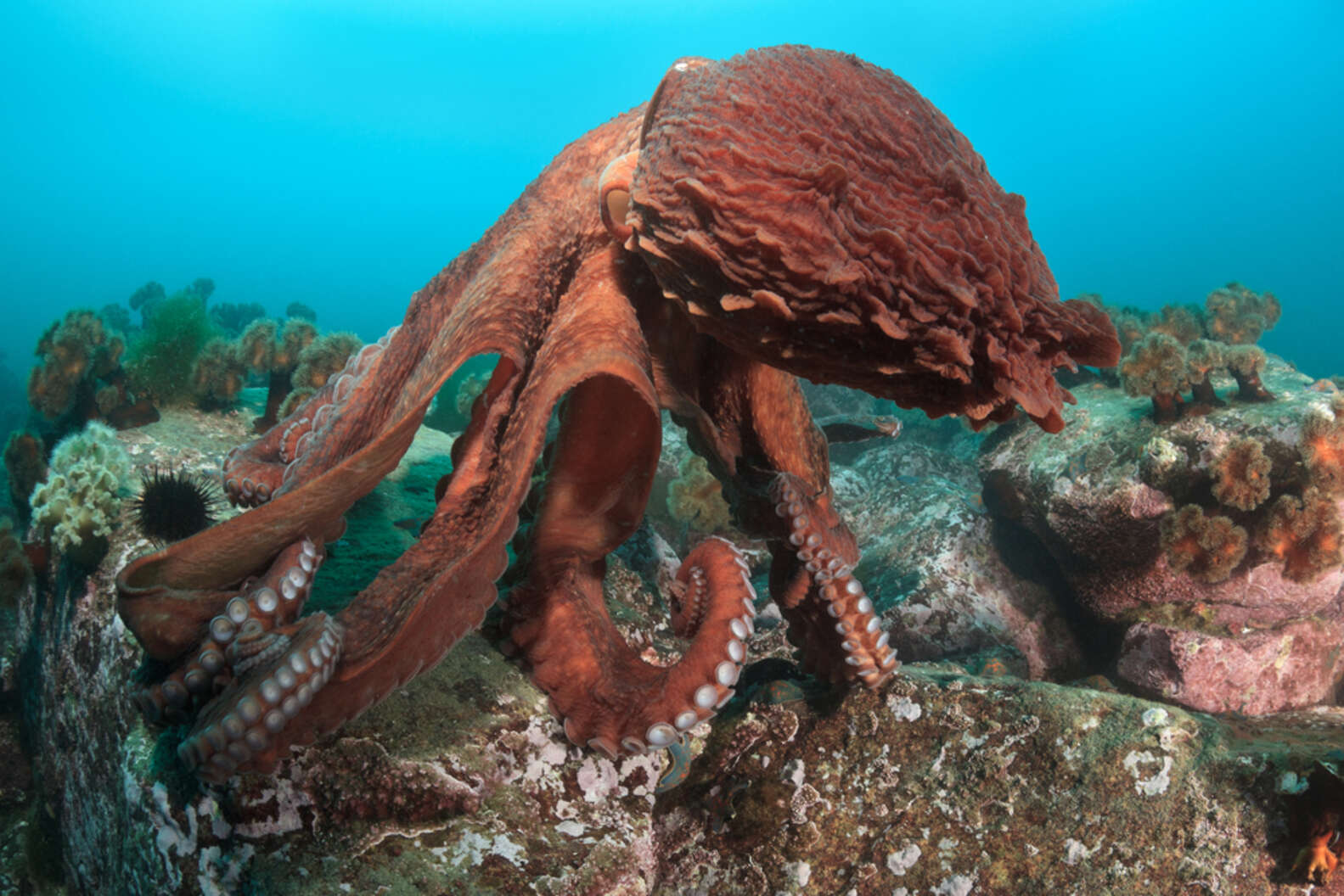 Octopuses You Can't Even Believe Are Real - The Dodo