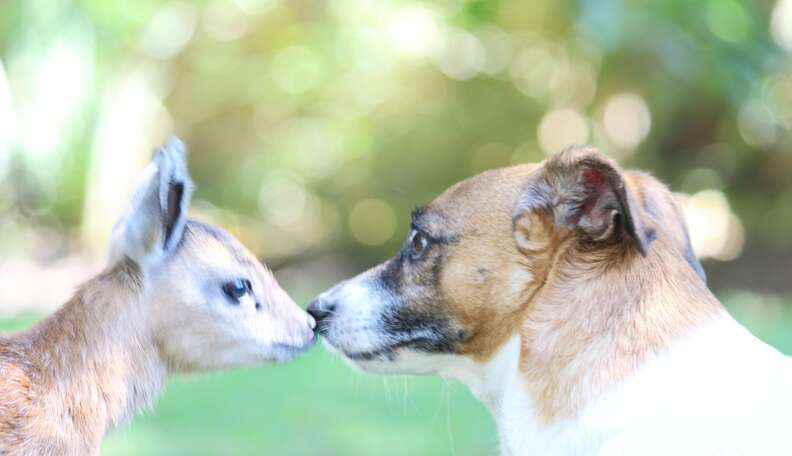 Tiny Antelope Was All Alone, So She Asked This Man For Help - The Dodo