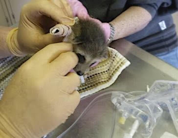 Baby Raccoon Injured By Chainsaw Is Determined To Return To The Wild
