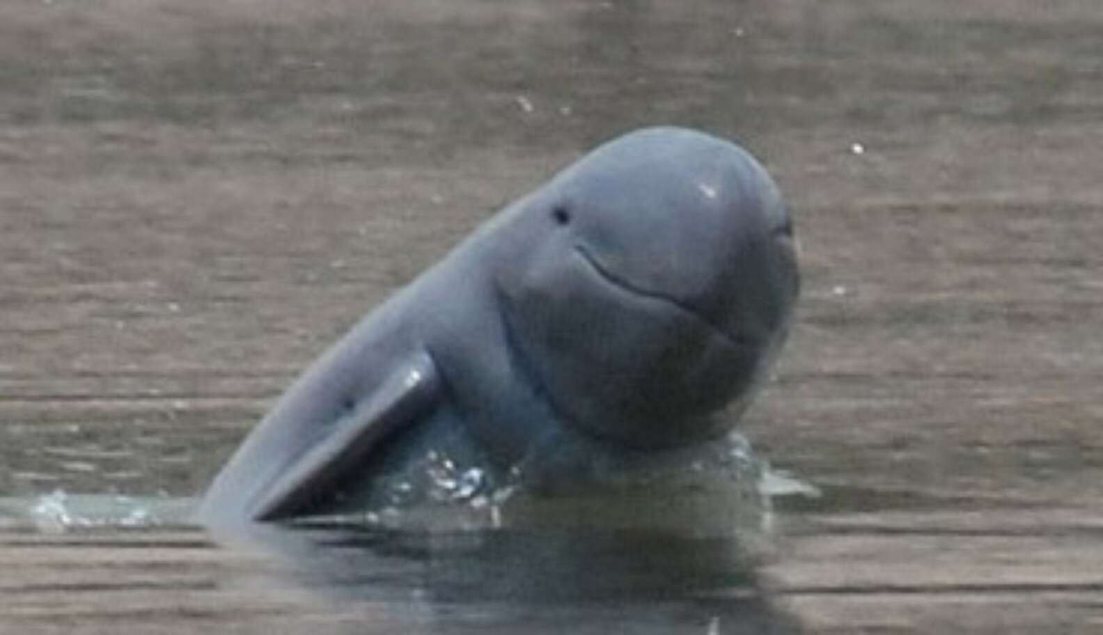 Laos To Build Dam That Could Wipe Out Endangered Dolphin Population ...