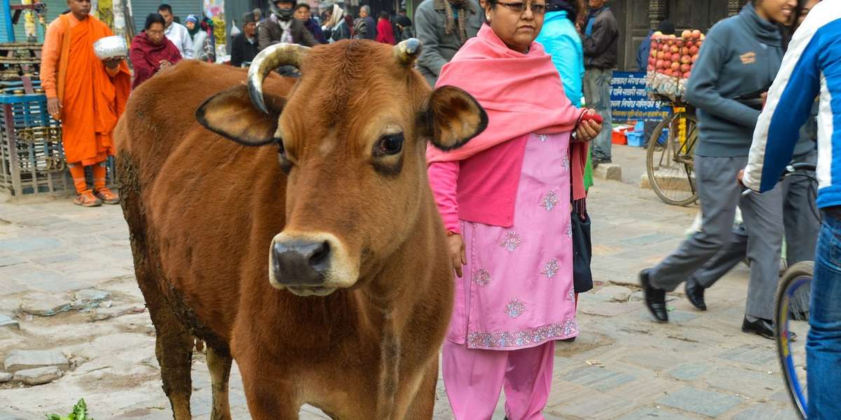 Country Makes It Illegal To Slaughter A Cow The Dodo