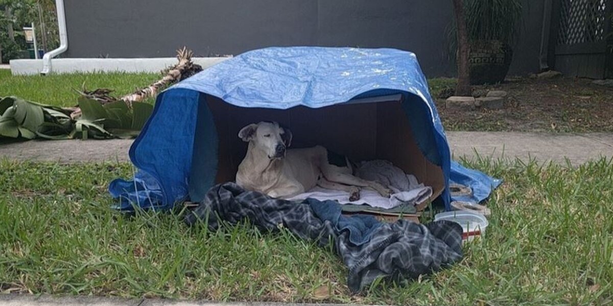 Dog Who Lived In Cardboard Box Couldn’t Have Imagined His New Life ...