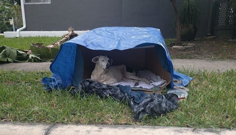 Dog Who Lived In Cardboard Box Couldn’t Have Imagined His New Life ...
