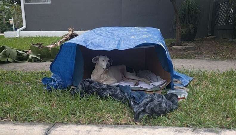 Dog Who Lived In Cardboard Box Couldn’t Have Imagined His New Life ...