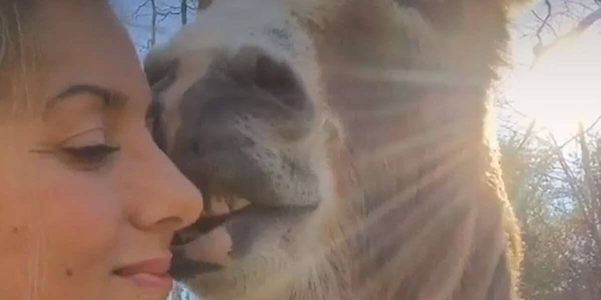 Rescued Donkey Acts Like A Puppy - The Dodo