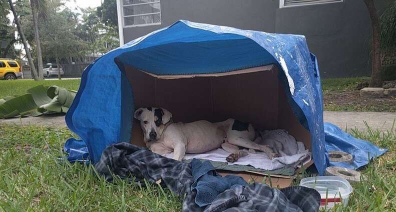 Dog Who Lived In Cardboard Box Couldn’t Have Imagined His New Life ...