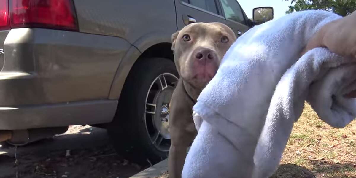 Pit Bull Hit By A Car Gets The Help She Needs - The Dodo