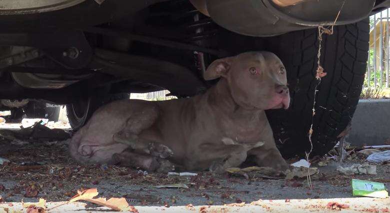 pit bull hit by car