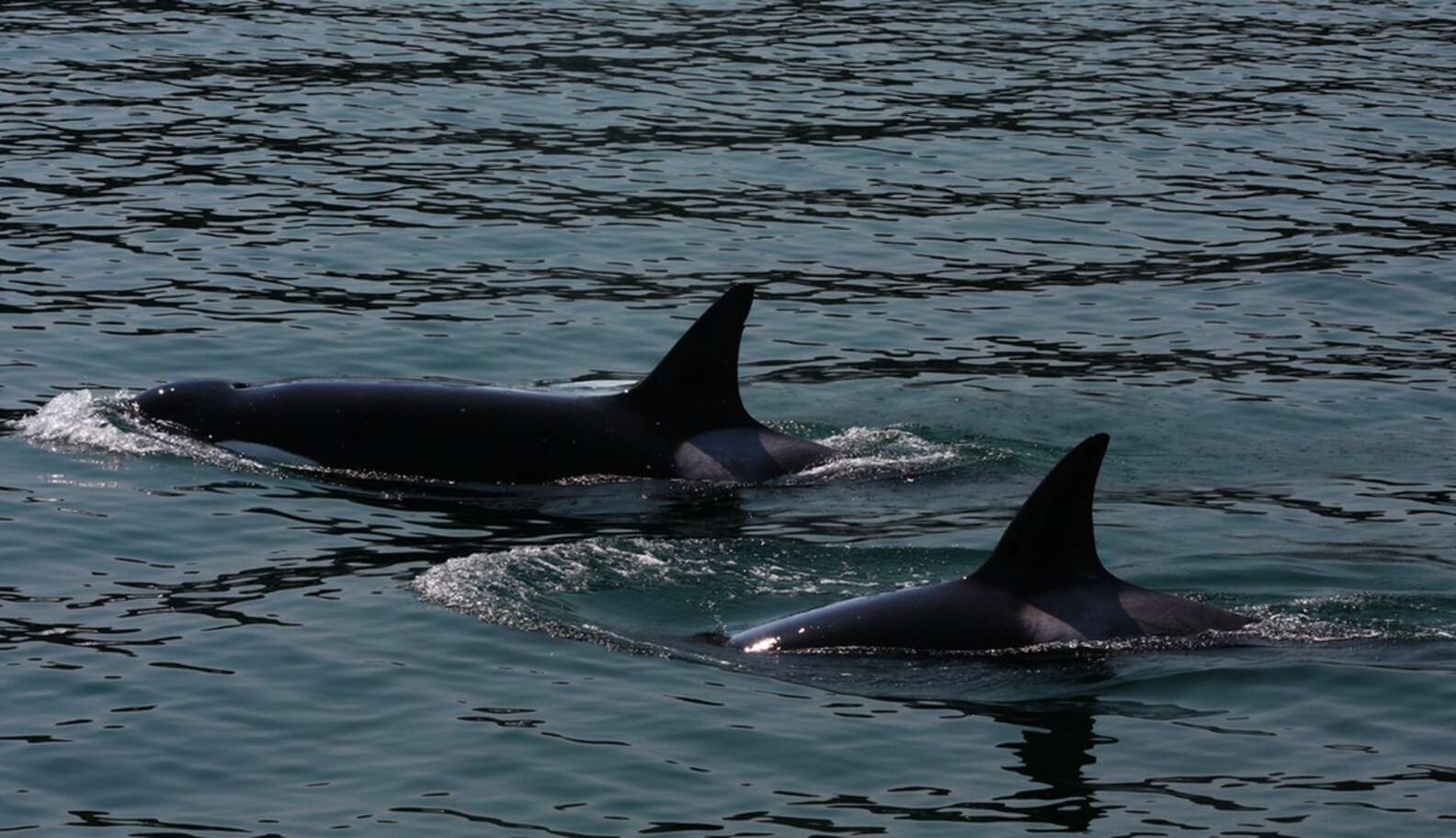 Here's How You Can ID Different Orcas And Why That's So Important - The ...