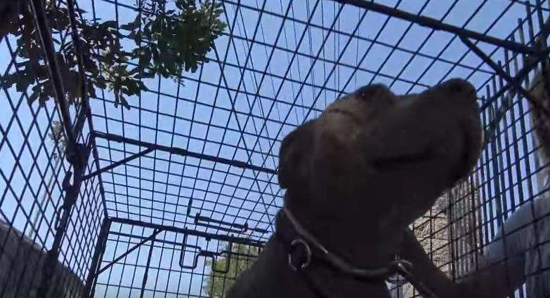 pit bull hit by car