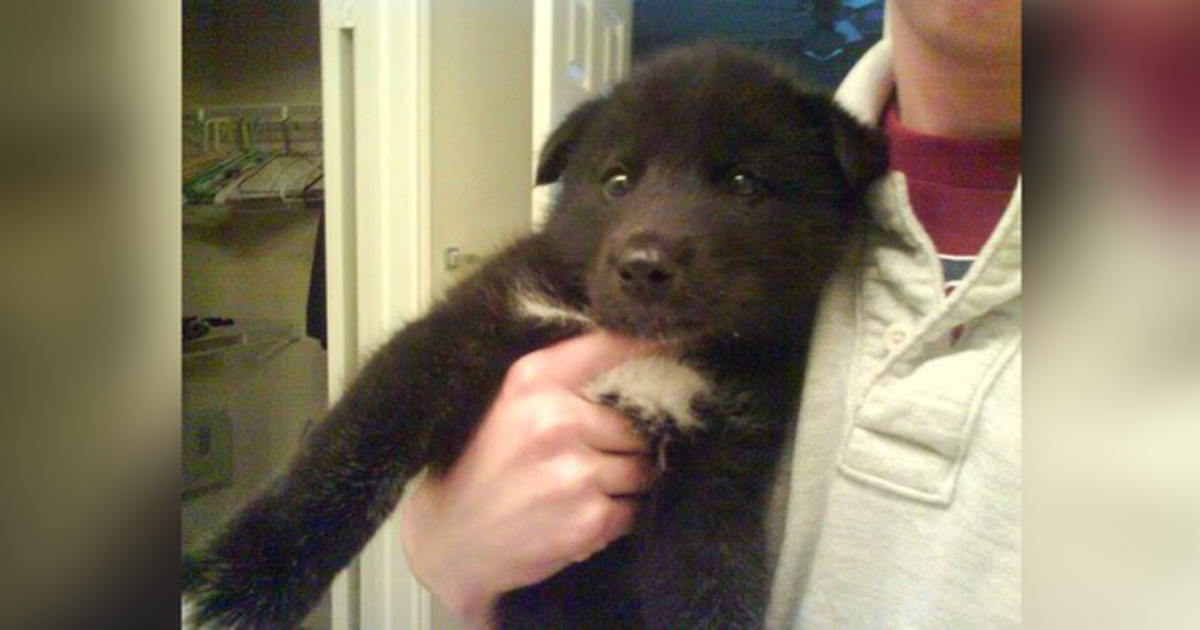 Black store wolf puppy