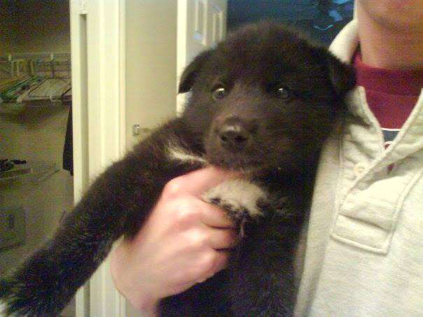 Shade as a wolf dog puppy