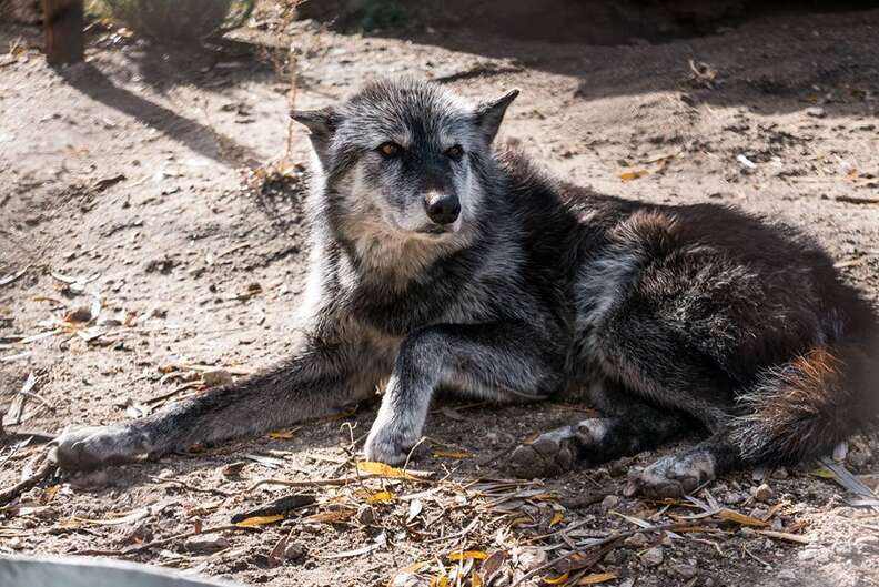 Shade the wolf dog at Wolf Connection sanctuary
