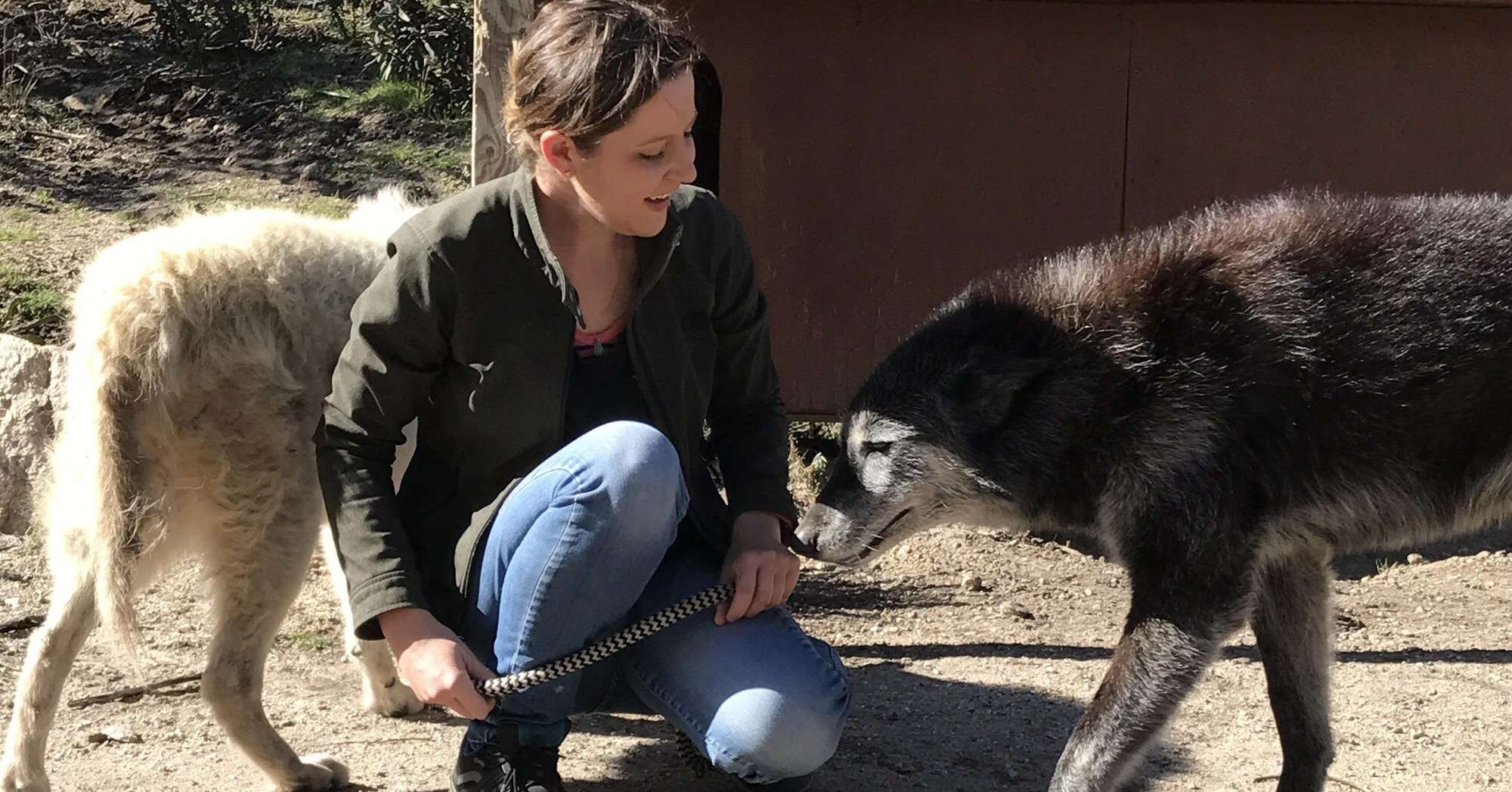 Wolf dogs Shade and Maya at Wolf Connection